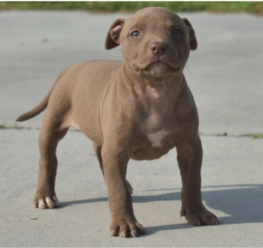 comprar cachorros sanos, baratos y asequibles para la venta